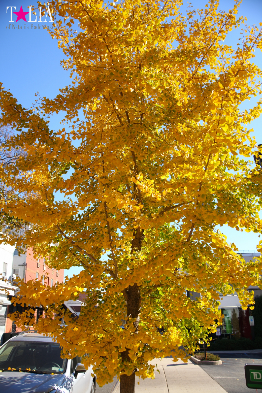 A lot of thanks to all visitors of the "Talia24.com" portal for Thanksgiving Day 2016